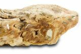 Triassic-Age Petrified Wood Log - Madagascar #379273-2